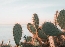 Load image into Gallery viewer, Cactus Art Print - Impress Prints