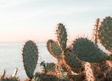 Load image into Gallery viewer, Cactus Art Print - Impress Prints
