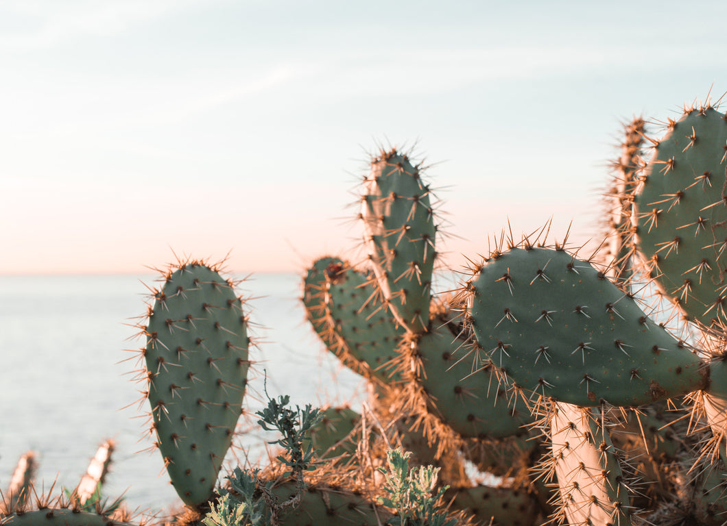 Cactus Art Print - Impress Prints